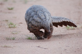 Pangolins at ‘Huge Risk’ as Study Reveals Dramatic Increases in Hunting Across Central Africa